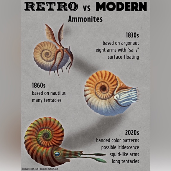 Fossil Ammonite🐌 - Picture 14 of 14